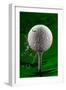 Green Golf Ball Splash-Steve Gadomski-Framed Premium Photographic Print