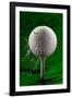 Green Golf Ball Splash-Steve Gadomski-Framed Photographic Print