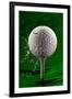 Green Golf Ball Splash-Steve Gadomski-Framed Photographic Print