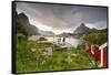 Green Grass and Flowers Frame the Typical Rorbu Surrounded by Sea, Reine, Nordland County-Roberto Moiola-Framed Stretched Canvas