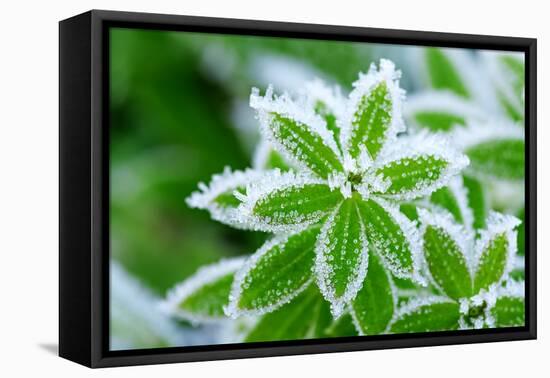 Green Grass in Hoarfrost-yanikap-Framed Stretched Canvas