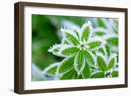 Green Grass in Hoarfrost-yanikap-Framed Photographic Print