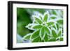 Green Grass in Hoarfrost-yanikap-Framed Photographic Print