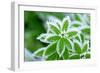 Green Grass in Hoarfrost-yanikap-Framed Photographic Print