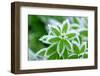 Green Grass in Hoarfrost-yanikap-Framed Photographic Print