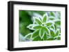 Green Grass in Hoarfrost-yanikap-Framed Photographic Print