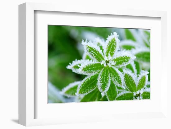 Green Grass in Hoarfrost-yanikap-Framed Photographic Print