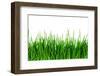 Green Grass Isolated-SSilver-Framed Photographic Print