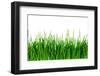 Green Grass Isolated-SSilver-Framed Photographic Print