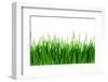 Green Grass Isolated-SSilver-Framed Photographic Print