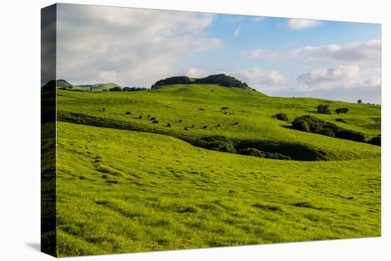 Green grass pasture land near Waimea, Big Island, Hawaii-Mark A Johnson-Stretched Canvas