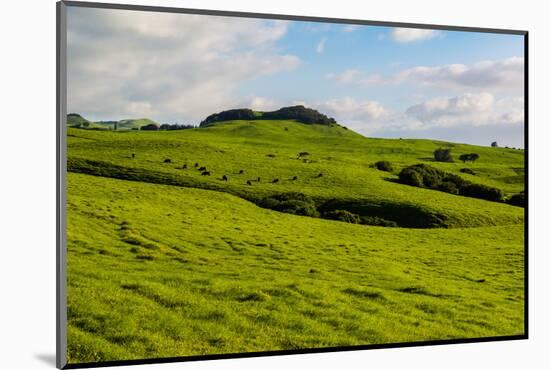 Green grass pasture land near Waimea, Big Island, Hawaii-Mark A Johnson-Mounted Photographic Print