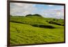 Green grass pasture land near Waimea, Big Island, Hawaii-Mark A Johnson-Framed Photographic Print