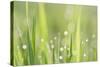 Green Grass-Yanika-Stretched Canvas