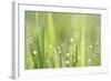 Green Grass-Yanika-Framed Art Print