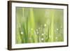 Green Grass-Yanika-Framed Art Print