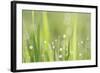 Green Grass-Yanika-Framed Art Print