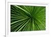 Green Grass-Charles Bowman-Framed Photographic Print