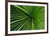 Green Grass-Charles Bowman-Framed Photographic Print