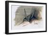 Green Grasshopper, 16th Century-Joris Hoefnagel-Framed Giclee Print