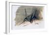 Green Grasshopper, 16th Century-Joris Hoefnagel-Framed Giclee Print