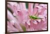 Green grasshopper on pink flower, Kentucky-Adam Jones-Framed Photographic Print