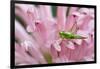 Green grasshopper on pink flower, Kentucky-Adam Jones-Framed Photographic Print