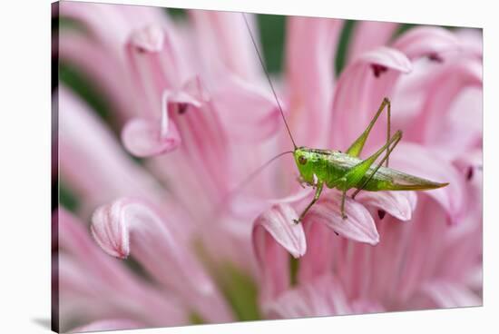 Green grasshopper on pink flower, Kentucky-Adam Jones-Stretched Canvas