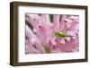 Green grasshopper on pink flower, Kentucky-Adam Jones-Framed Photographic Print