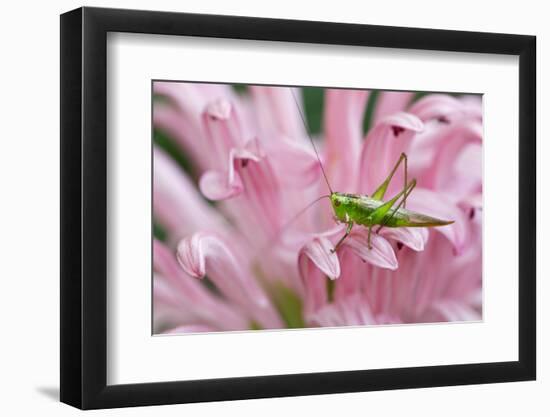 Green grasshopper on pink flower, Kentucky-Adam Jones-Framed Photographic Print