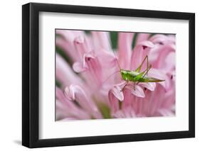 Green grasshopper on pink flower, Kentucky-Adam Jones-Framed Photographic Print