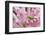 Green grasshopper on pink flower, Kentucky-Adam Jones-Framed Photographic Print