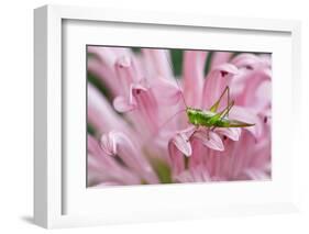 Green grasshopper on pink flower, Kentucky-Adam Jones-Framed Photographic Print