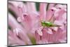 Green grasshopper on pink flower, Kentucky-Adam Jones-Mounted Photographic Print