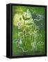 Green Growth-Ruth Palmer-Framed Stretched Canvas