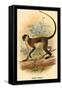 Green Guenon-G.r. Waterhouse-Framed Stretched Canvas