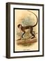 Green Guenon-G.r. Waterhouse-Framed Art Print