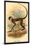 Green Guenon-G.r. Waterhouse-Mounted Art Print