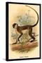 Green Guenon-G.r. Waterhouse-Stretched Canvas