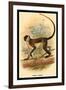 Green Guenon-G.r. Waterhouse-Framed Art Print