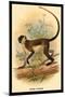 Green Guenon-G.r. Waterhouse-Mounted Art Print