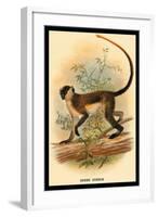 Green Guenon-G.r. Waterhouse-Framed Art Print