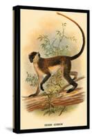 Green Guenon-G.r. Waterhouse-Stretched Canvas