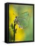 Green Hairstreak Butterfly at Rest on Broom, UK-Andy Sands-Framed Stretched Canvas