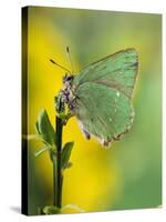 Green Hairstreak Butterfly at Rest on Broom, UK-Andy Sands-Stretched Canvas