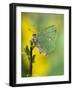 Green Hairstreak Butterfly at Rest on Broom, UK-Andy Sands-Framed Photographic Print