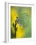 Green Hairstreak Butterfly at Rest on Broom, UK-Andy Sands-Framed Photographic Print