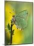 Green Hairstreak Butterfly at Rest on Broom, UK-Andy Sands-Mounted Photographic Print