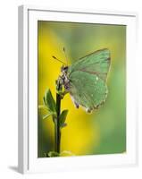 Green Hairstreak Butterfly at Rest on Broom, UK-Andy Sands-Framed Photographic Print