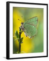 Green Hairstreak Butterfly at Rest on Broom, UK-Andy Sands-Framed Photographic Print